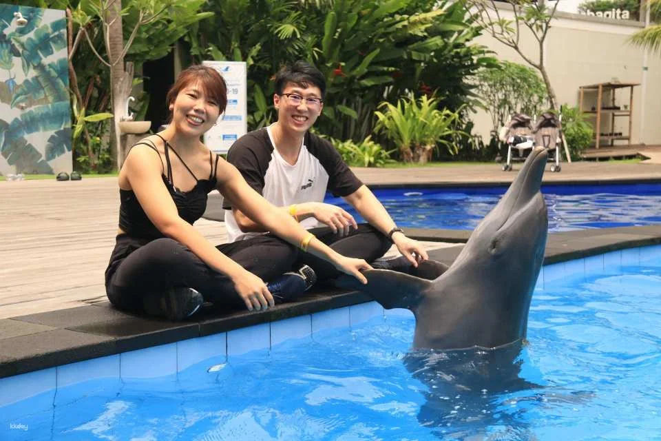 Bali Dolphin Explorer - Memorable Dolphin Experience with High Tea Experience | Departure from Bali