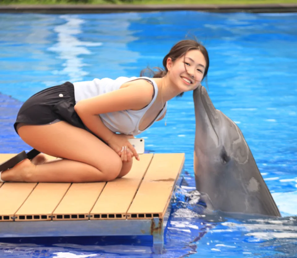 Bali Dolphin Explorer - Memorable Dolphin Experience with High Tea Experience | Departure from Bali