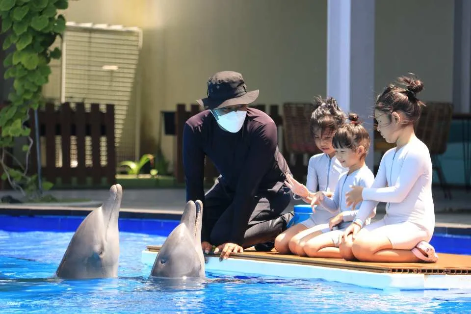 Bali Dolphin Explorer - Memorable Dolphin Experience with High Tea Experience | Departure from Bali