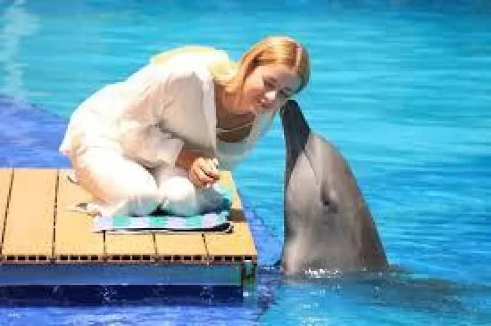 Bali Dolphin Explorer - Memorable Dolphin Experience with High Tea Experience | Departure from Bali