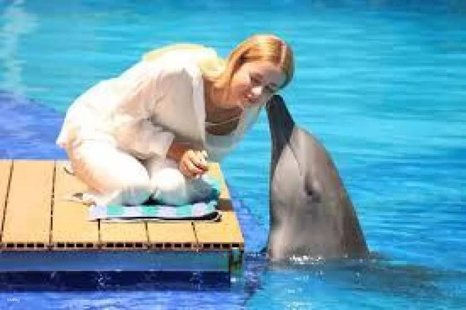 Bali Dolphin Explorer - Memorable Dolphin Experience with High Tea Experience | Departure from Bali