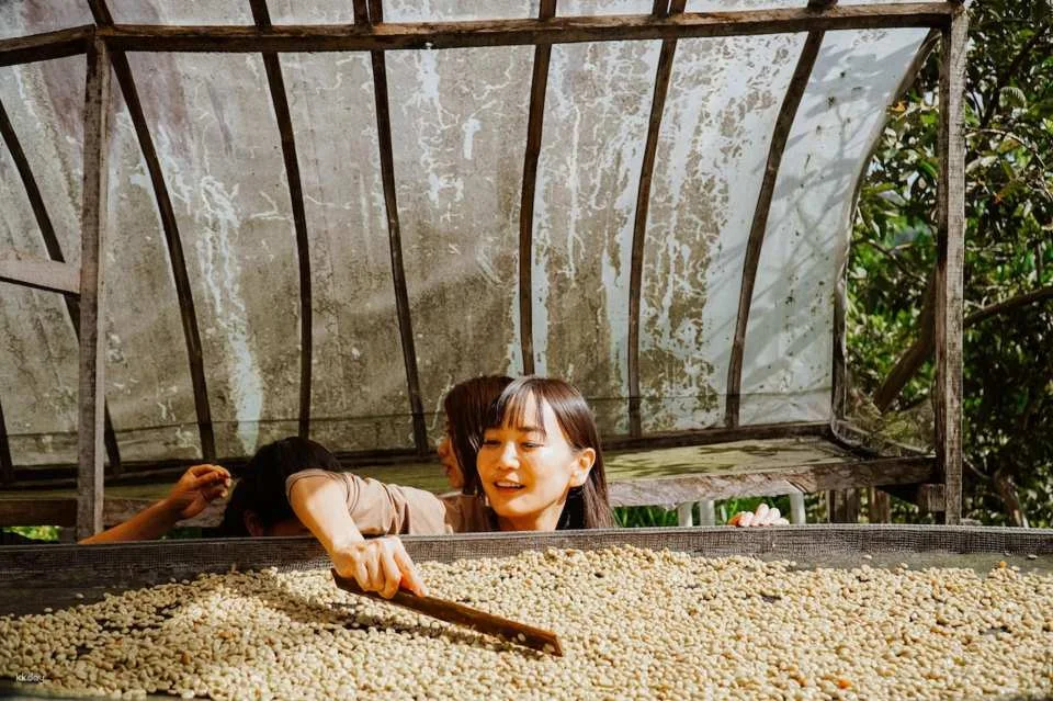Bali Kintamani Coffee Culture Tour | Farm Walk, Roasting and Tasting | Departure from Bali