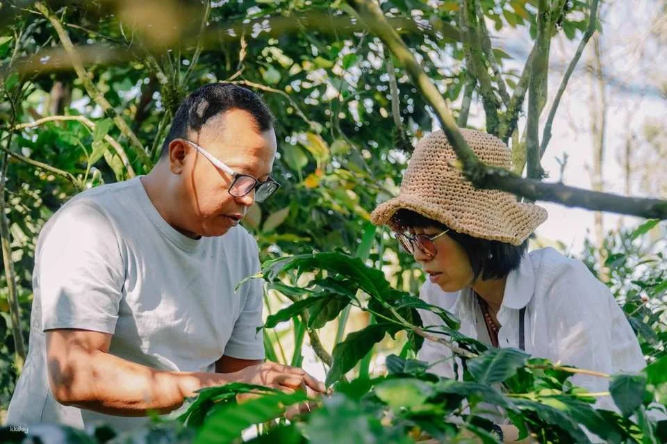 Bali Kintamani Coffee Culture Tour | Farm Walk, Roasting and Tasting | Departure from Bali