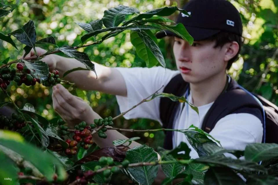 Bali Kintamani Coffee Culture Tour | Farm Walk, Roasting and Tasting | Departure from Bali