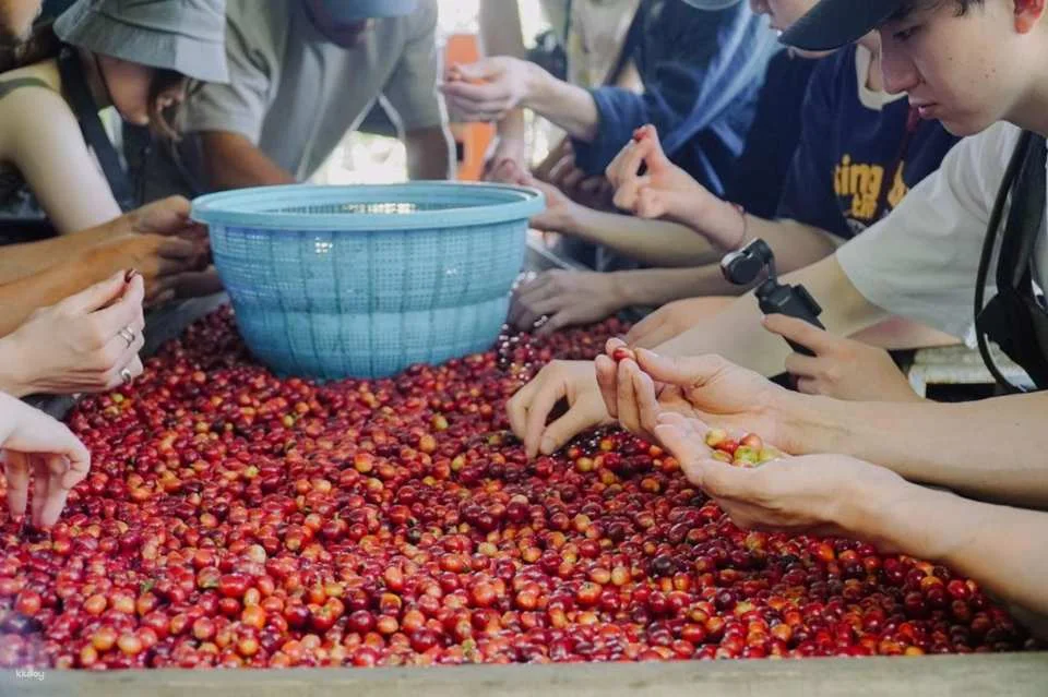 Bali Kintamani Coffee Culture Tour | Farm Walk, Roasting and Tasting | Departure from Bali