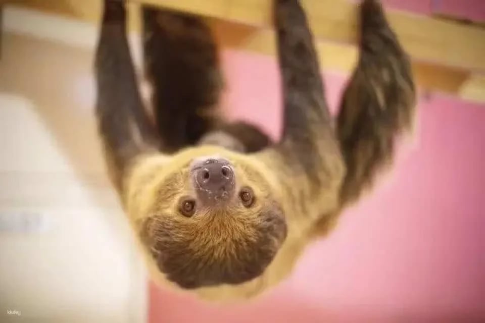 Tokyo, Japan | Anitouch AQUACITY Odaiba Indoor Animal Interaction Experience Tickets