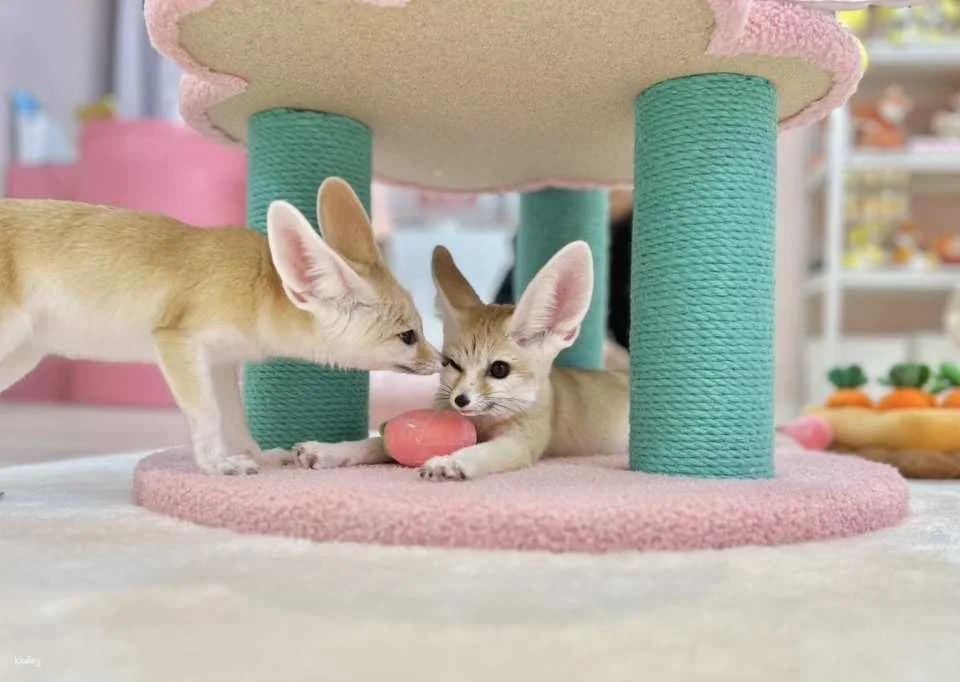 [Tokyo Shinjuku | Fennec House] Fennec Fox Interactive Experience | Get up close and personal with adorable and therapeutic animals
