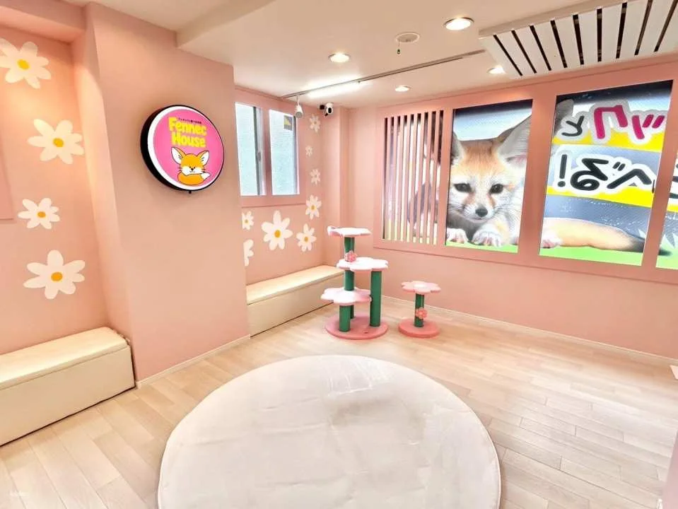 [Tokyo Shinjuku | Fennec House] Fennec Fox Interactive Experience | Get up close and personal with adorable and therapeutic animals