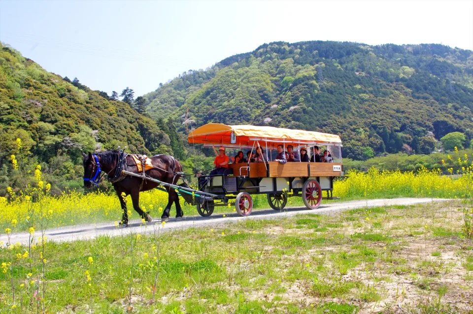 Kyoto Kameoka-kyo Horse-Drawn Carriage Tour | A Leisurely Horse-Drawn Carriage Trip to the Hozu River Cruise Pier