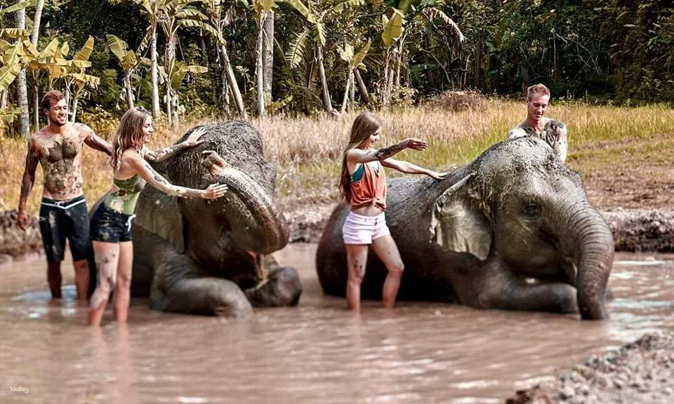 Bali Elephant Mud Fun Experience | Elephant Bathing & Interaction Tour | Departure from Bali