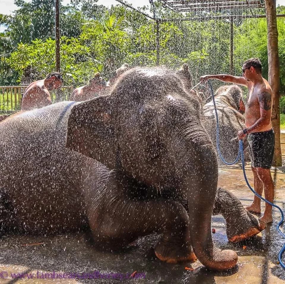 Bali Elephant Mud Fun Experience | Elephant Bathing & Interaction Tour | Departure from Bali