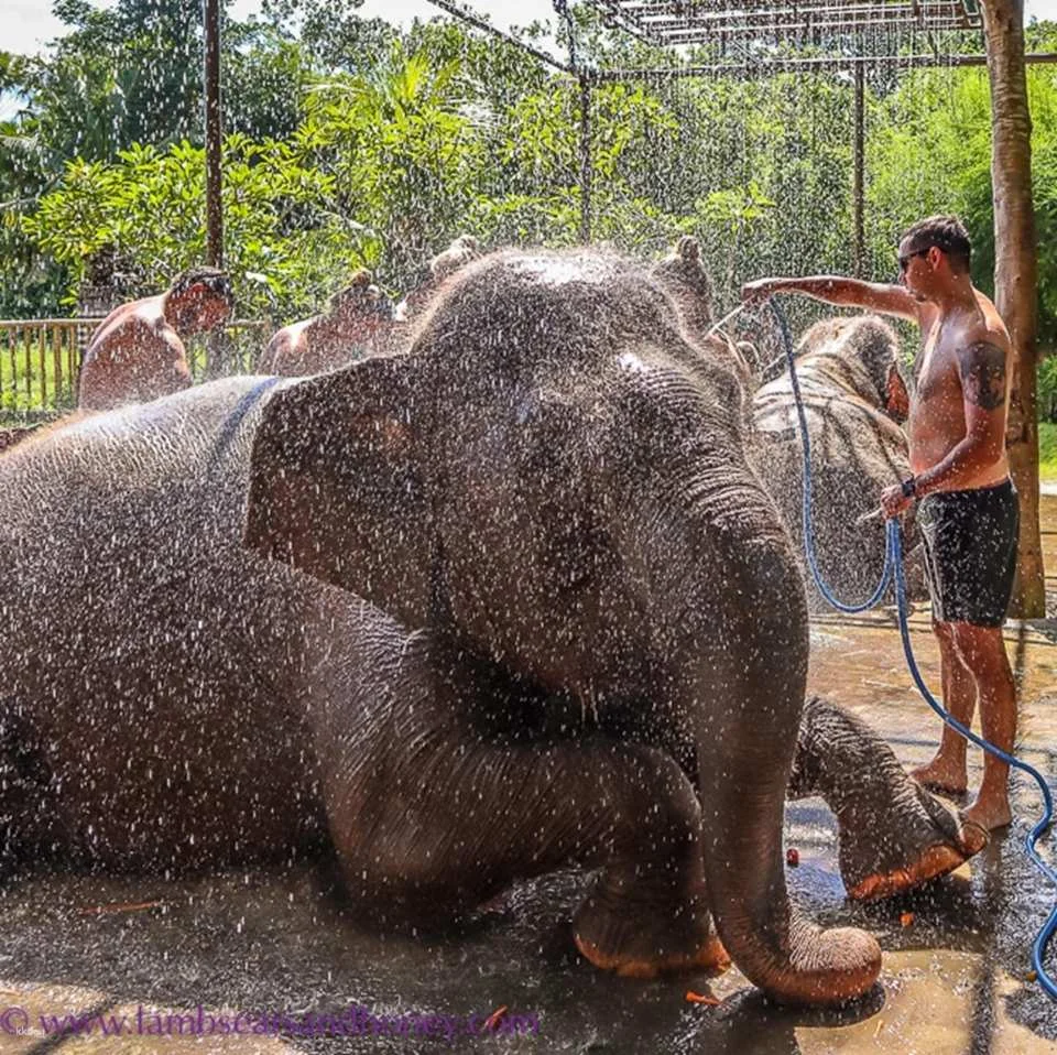 Bali Elephant Mud Fun Experience | Elephant Bathing & Interaction Tour | Departure from Bali