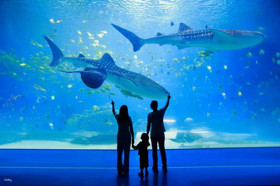 Zhuhai Chimelong travel photography + private car transfer package