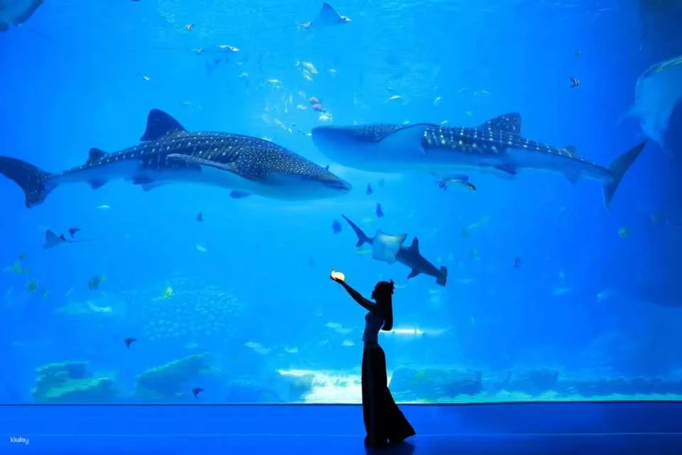 Zhuhai Chimelong travel photography + private car transfer package
