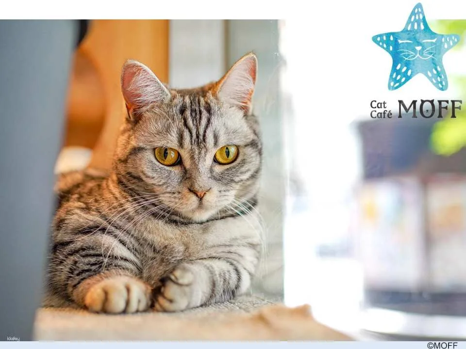 Japan | Cat Café MOFF Cat Cafe Tickets (Akihabara/Hiroshima Branches)