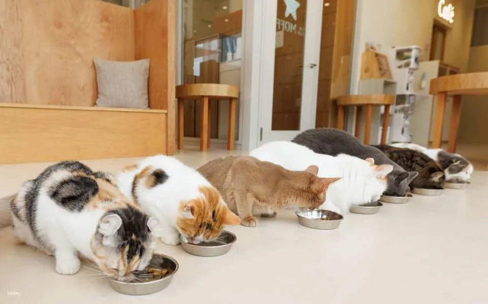 Japan | Cat Café MOFF Cat Cafe Tickets (Akihabara/Hiroshima Branches)
