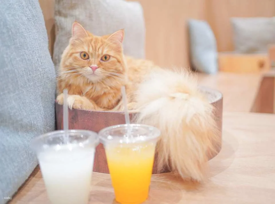 Japan | Cat Café MOFF Cat Cafe Tickets (Akihabara/Hiroshima Branches)