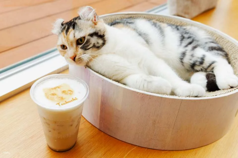 Japan | Cat Café MOFF Cat Cafe Tickets (Akihabara/Hiroshima Branches)