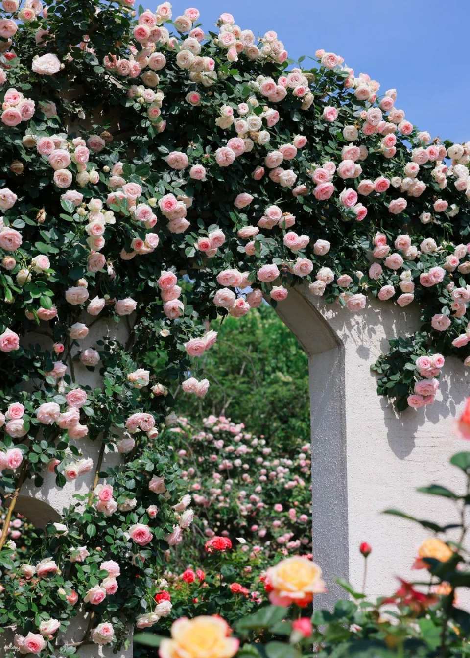 Chengdu, China | Manhua Manor (Four Seasons Flower Sea) Admission Ticket (Near Panda Base)