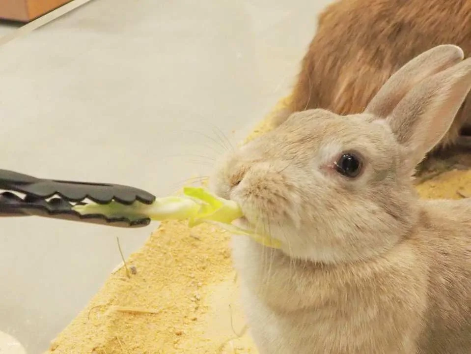 Fukuoka & Chiba, Japan | AnimalCafé MOFF - Tickets + Drinks