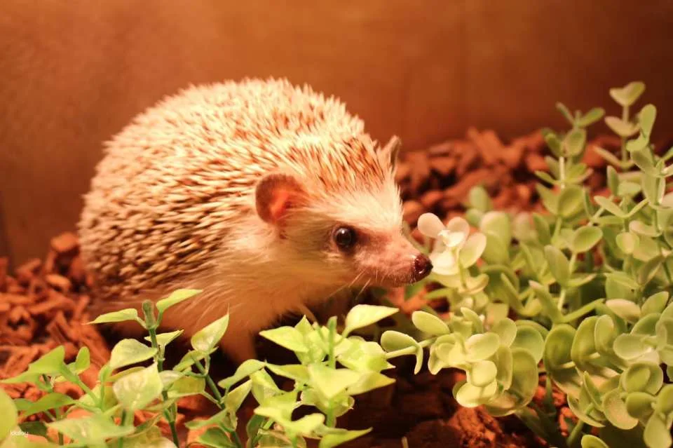 Fukuoka & Chiba, Japan | AnimalCafé MOFF - Tickets + Drinks