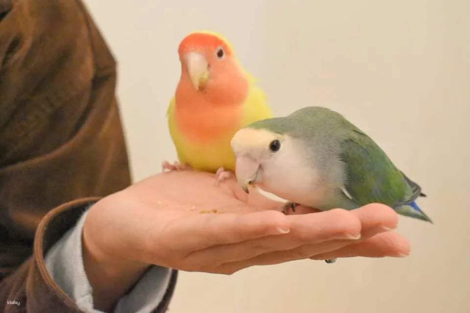 Fukuoka & Chiba, Japan | AnimalCafé MOFF - Tickets + Drinks