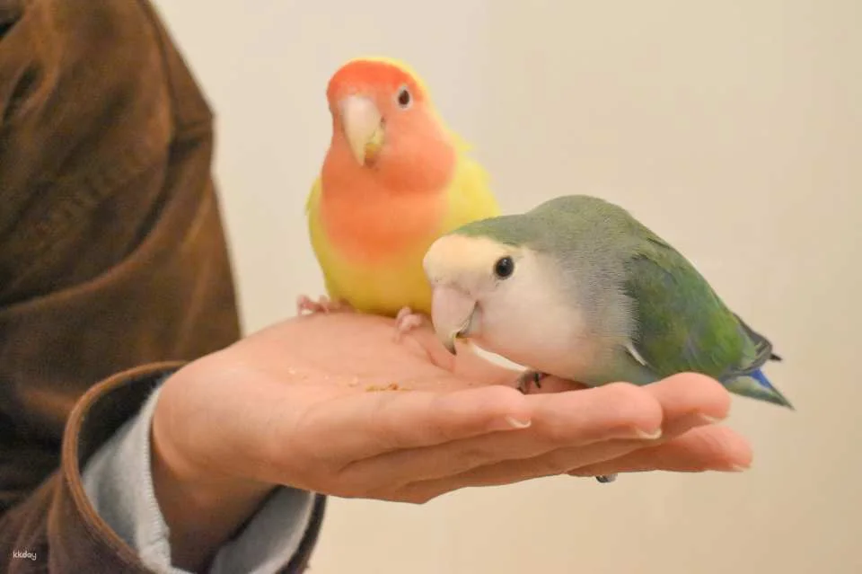 Fukuoka & Chiba, Japan | AnimalCafé MOFF - Tickets + Drinks