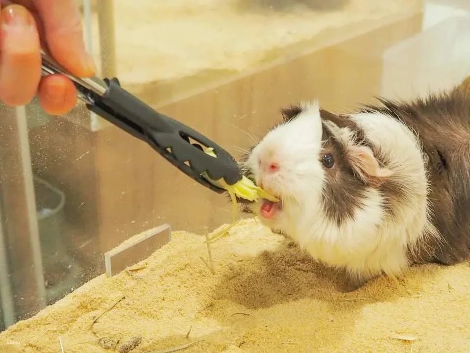 Fukuoka & Chiba, Japan | AnimalCafé MOFF - Tickets + Drinks