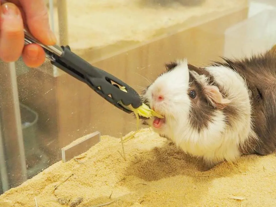 Fukuoka & Chiba, Japan | AnimalCafé MOFF - Tickets + Drinks
