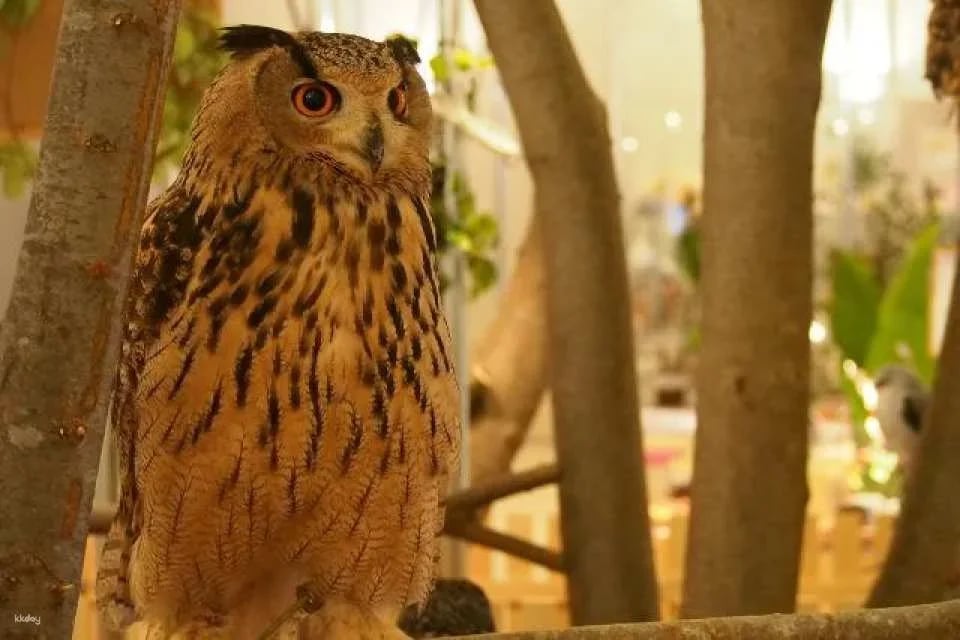 Fukuoka & Chiba, Japan | AnimalCafé MOFF - Tickets + Drinks