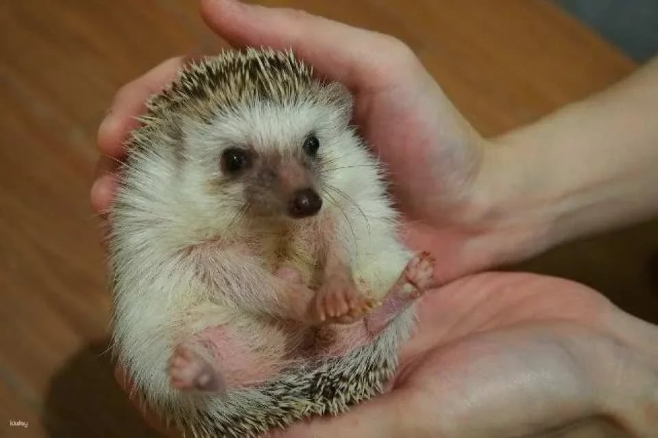 Fukuoka & Chiba, Japan | AnimalCafé MOFF - Tickets + Drinks