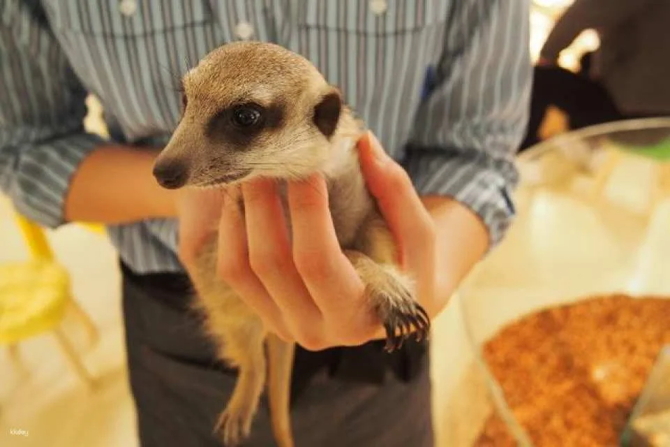 Fukuoka & Chiba, Japan | AnimalCafé MOFF - Tickets + Drinks