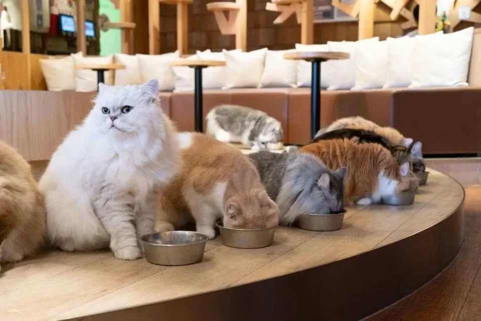 Japan | MOCHA Cat Cafe Admission Ticket (Multiple locations available in Ikebukuro, Harajuku, Shibuya, and Fukuoka | Includes a drink bar)