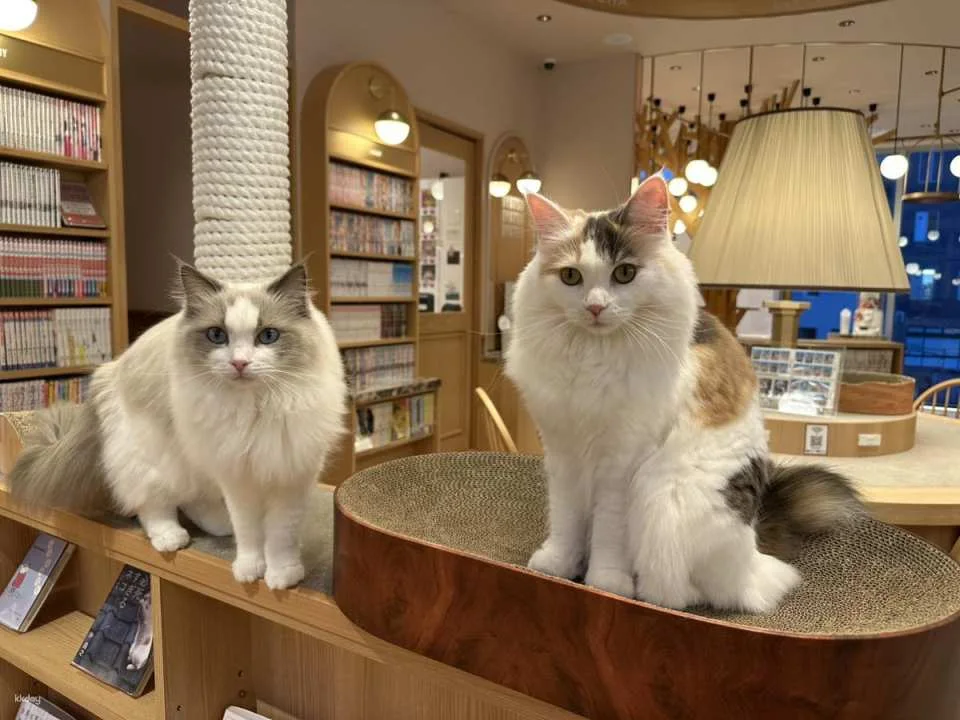 Japan | MOCHA Cat Cafe Admission Ticket (Multiple locations available in Ikebukuro, Harajuku, Shibuya, and Fukuoka | Includes a drink bar)