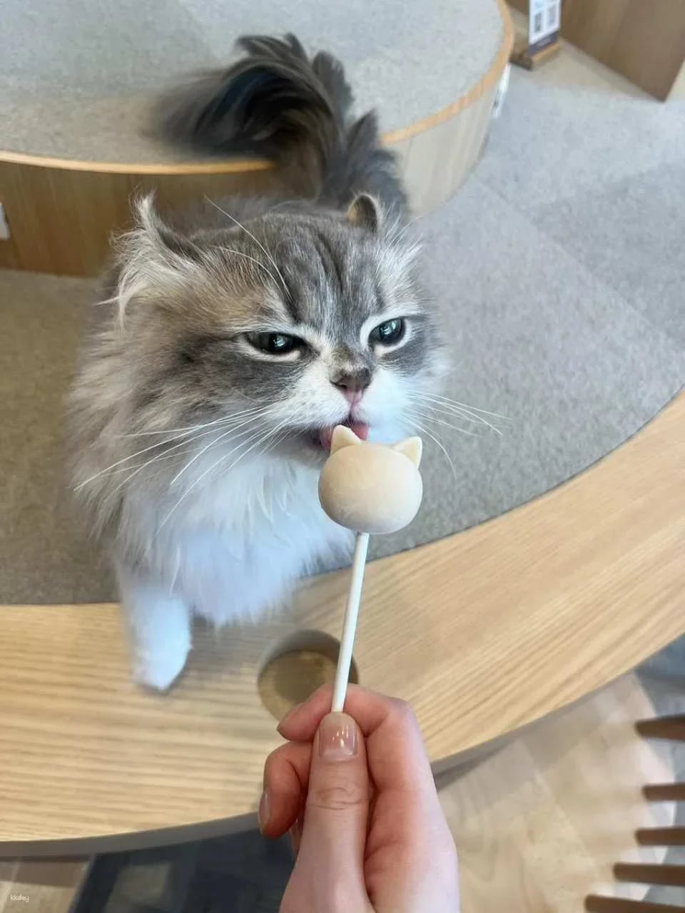 Japan | MOCHA Cat Cafe Admission Ticket (Multiple locations available in Ikebukuro, Harajuku, Shibuya, and Fukuoka | Includes a drink bar)