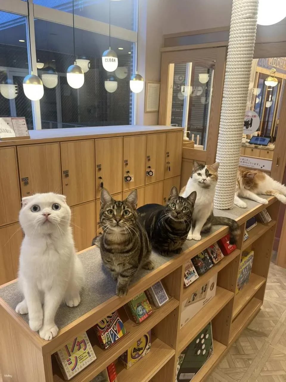 Japan | MOCHA Cat Cafe Admission Ticket (Multiple locations available in Ikebukuro, Harajuku, Shibuya, and Fukuoka | Includes a drink bar)