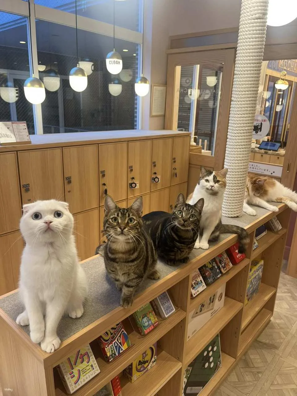Japan | MOCHA Cat Cafe Admission Ticket (Multiple locations available in Ikebukuro, Harajuku, Shibuya, and Fukuoka | Includes a drink bar)