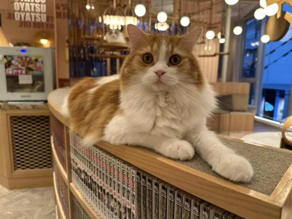Japan | MOCHA Cat Cafe Admission Ticket (Multiple locations available in Ikebukuro, Harajuku, Shibuya, and Fukuoka | Includes a drink bar)