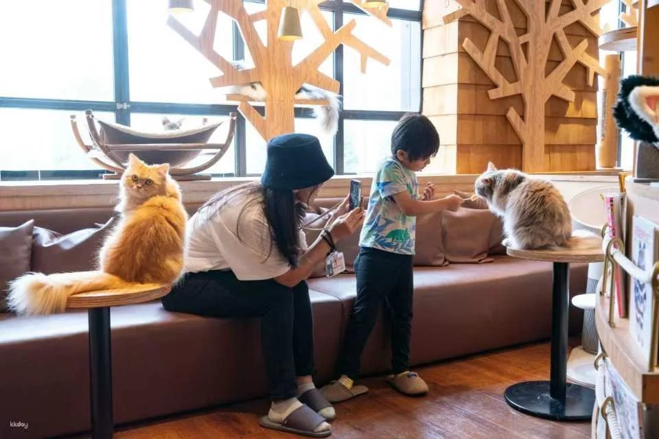 Japan | MOCHA Cat Cafe Admission Ticket (Multiple locations available in Ikebukuro, Harajuku, Shibuya, and Fukuoka | Includes a drink bar)