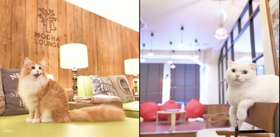 Japan | MOCHA Cat Cafe Admission Ticket (Multiple locations available in Ikebukuro, Harajuku, Shibuya, and Fukuoka | Includes a drink bar)