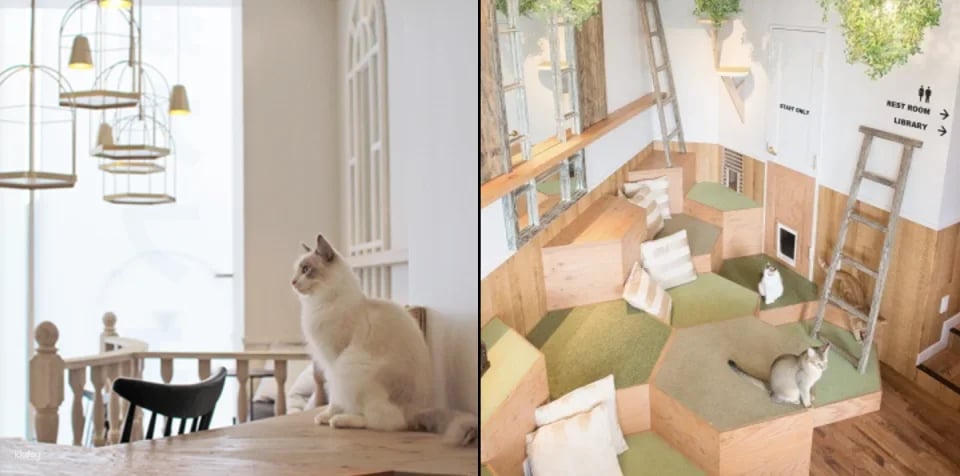 Japan | MOCHA Cat Cafe Admission Ticket (Multiple locations available in Ikebukuro, Harajuku, Shibuya, and Fukuoka | Includes a drink bar)