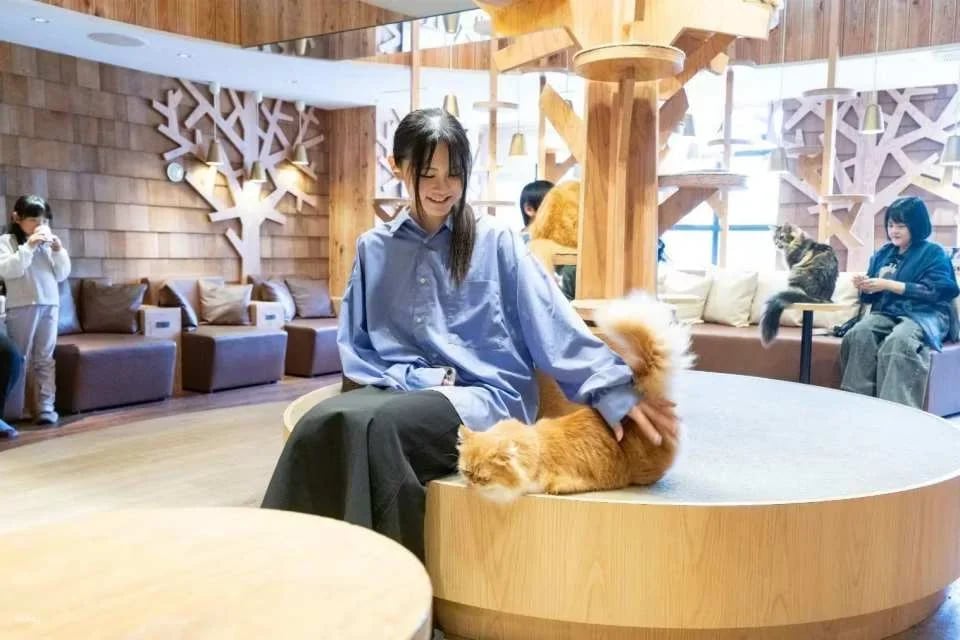 Japan | MOCHA Cat Cafe Admission Ticket (Multiple locations available in Ikebukuro, Harajuku, Shibuya, and Fukuoka | Includes a drink bar)