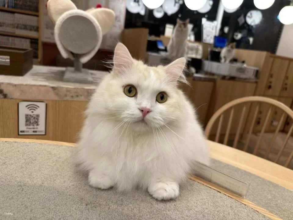 Japan | MOCHA Cat Cafe Admission Ticket (Multiple locations available in Ikebukuro, Harajuku, Shibuya, and Fukuoka | Includes a drink bar)