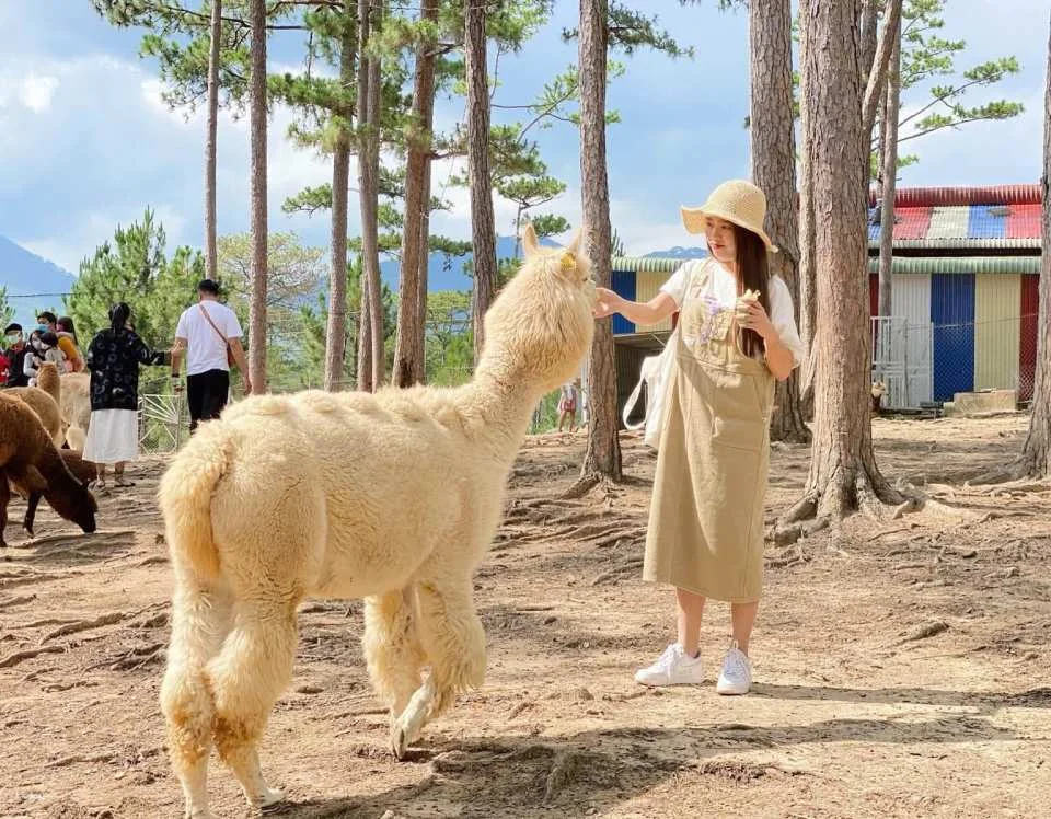 Da Lat: Elite Healing Tour – Exclusive Locations & Photo Spots