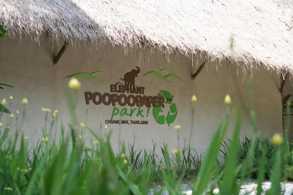 Elephant Poopoopaper Park: Paper Making Workshop | Chiang Mai