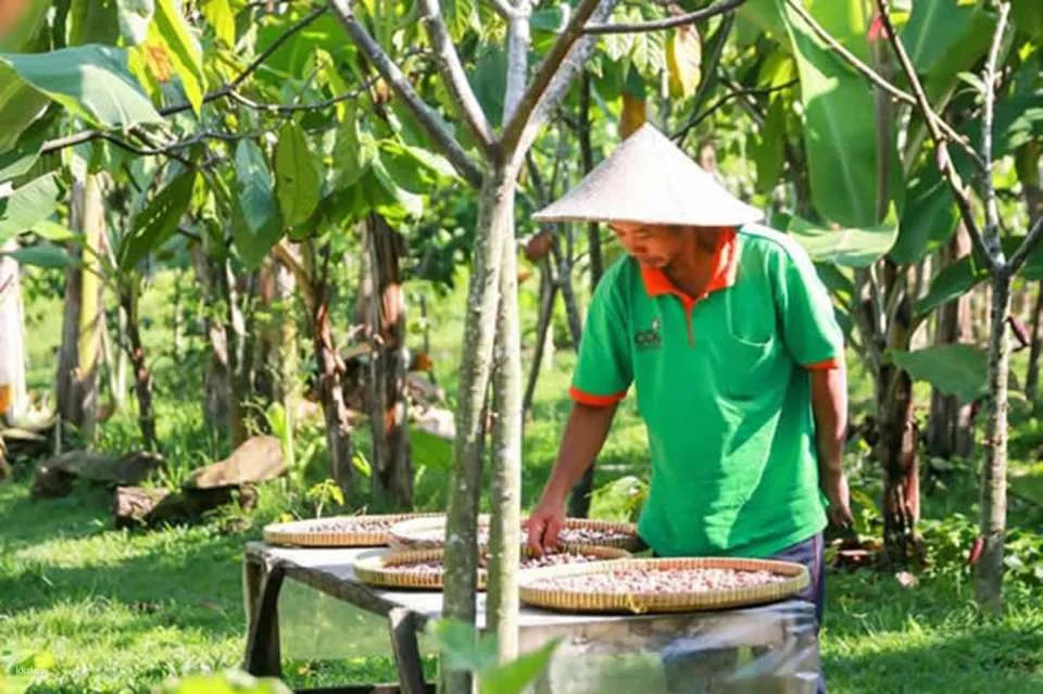 Bali Chocolate Factory Tour | Hands-On Chocolate Making Experience at Bali Chocolate Village | Departure from Bali