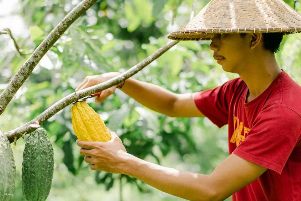 Bali Chocolate Factory Tour | Hands-On Chocolate Making Experience at Bali Chocolate Village | Departure from Bali
