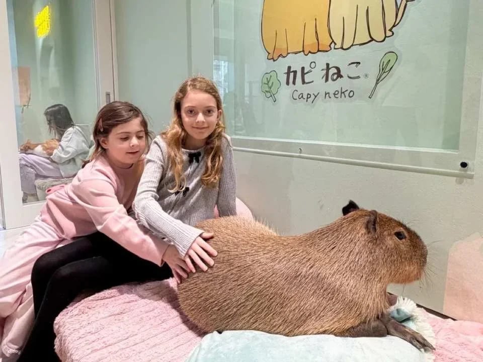 Capyneko Cafe in Harajuku, Tokyo: A therapeutic interactive experience with capybaras and stray cats.