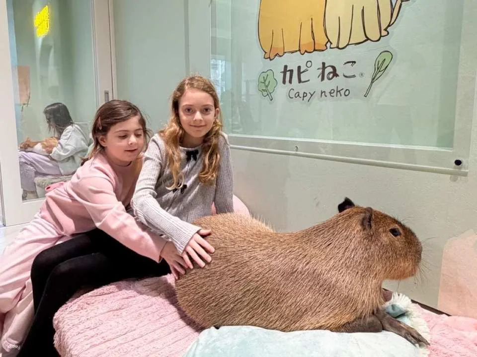 Capyneko Cafe in Harajuku, Tokyo: A therapeutic interactive experience with capybaras and stray cats. (578686)