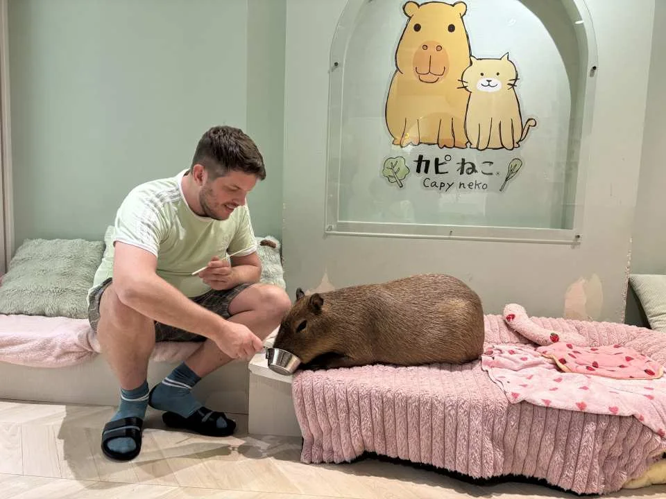 Capyneko Cafe in Harajuku, Tokyo: A therapeutic interactive experience with capybaras and stray cats.